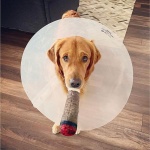 Nestpark Doggy Doobie - Funny Dog Toys - Plush Squeaky Toys for Medium, Small and Large - Cool Stuffed for Dog Birthday - Image 5