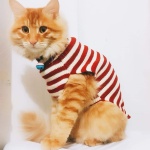 BOBIBI Cat Sweater Christmas Santa Claus Pet Cat Winter Knitwear Warm Clothes Medium - Image 3