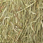Kaytee Wafer Cut All Natural Timothy Hay for Pet Guinea Pigs, Rabbits & Other Small Animals, 60 Ounce - Image 5