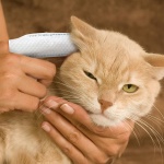 Paw Science Dog Ear Cleaner Wipes – Finger Wipes for Dogs & Cats – Cleaning, Soothing, & Deodorizing Itchy Ears – Pet Ear Relief Solution (Coconut) - Image 2