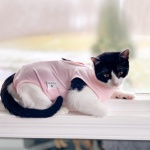 Cat Recovery Suit for Male and Female Surgical Post Surgery Soft Cone Onesie Shirt Clothes Neuter Licking Protective Diapers Outfit Cover Kitten Spay Collar(M, Pink) - Image 5