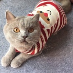 BOBIBI Cat Sweater Christmas Santa Claus Pet Cat Winter Knitwear Warm Clothes Medium - Image 4