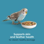 Kaytee Forti-Diet Pro Health Nourish+Protect Parakeet Food, Comprehensive Nutrition Backed by Science, Digestive Health, Immune Support, 2 pounds - Image 7