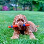 Chuckit! Interactive Dog Toy Ultra Fetch Stick - 12 Inch Outdoor Dog Toy for All Breed Sizes - Image 7