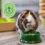 Oxbow Essentials Guinea Pig Food, Adult Guinea Pig, Made with Oxbow Timothy Hay, Pet Food Pellets with Vitamin C, Small Animal Pet Products, Made in USA, High Fiber, 5 lb. bag - Image 8