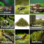 Sukh Sphagnum Moss for Reptiles - Terrarium Reptiles Moss Green Dried Peat Moss Habitat Bedding Moss for Snakes Turtle Frog Gecko and Other Reptiles Substrate (5, Ounces) - Image 3