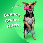 Hartz DuraPlay Bone Squeaky Latex Dog Toy for Medium Breeds, 3 Pack - Image 7