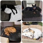 Calming Dog Bed Fluffy Plush Dog Mat for Furniture Protector with Removable Washable Cover for Large Medium Small Dogs and Cats (Large, Light Grey) - Image 2