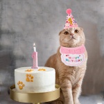ADOGGYGO Cat Birthday Party Supplies, Pink Girl Cat Kitten Birthday Bandana Hat Numbers Pet Birthday Decorations Outfits - Image 5