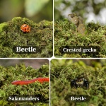 Sukh Sphagnum Moss for Reptiles - Terrarium Reptiles Moss Green Dried Peat Moss Habitat Bedding Moss for Snakes Turtle Frog Gecko and Other Reptiles Substrate (5, Ounces) - Image 2