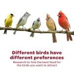 Kaytee All American Wild Bird Food Seed Blend, 5 Pound - Image 7